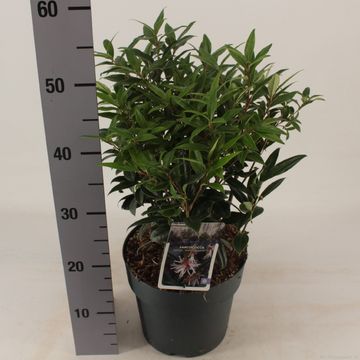 Sarcococca hookeriana WINTER GEM