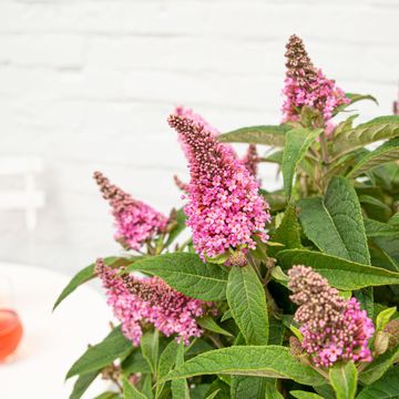 Buddleja davidii BUTTERFLY CANDY LITTLE PINK