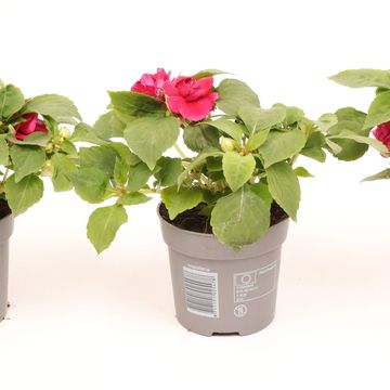 Impatiens GLIMMER DOUBLE BURGUNDY