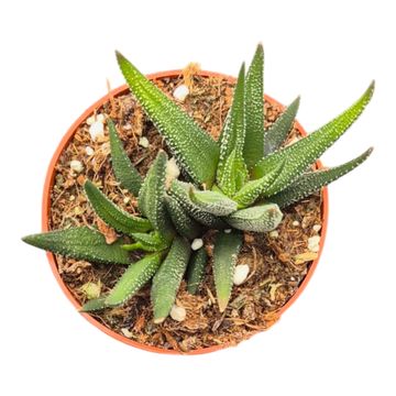 Haworthia attenuata 'Concolor'