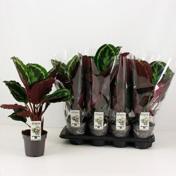 Calathea 'Medallion'