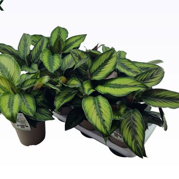 Calathea BEAUTYSTAR