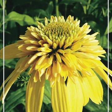 Echinacea ECCENTRIC YELLOW