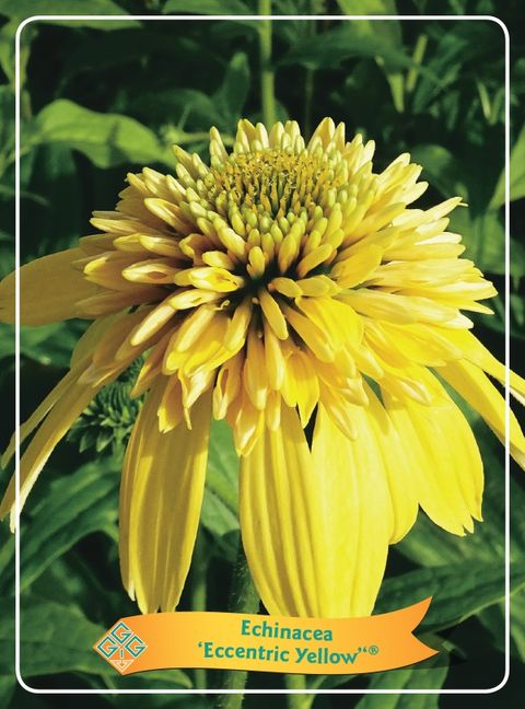 Echinacea ECCENTRIC YELLOW