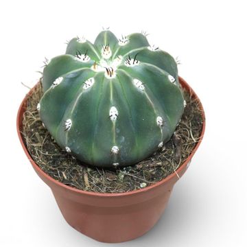 Melocactus maxonii