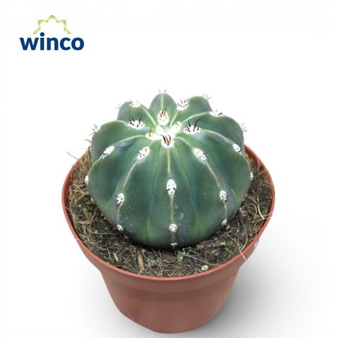 Melocactus maxonii