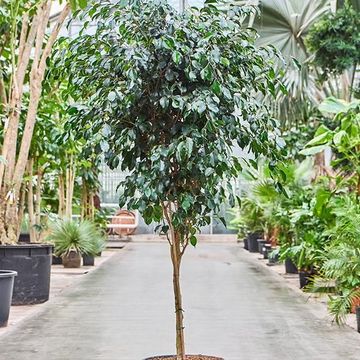 Ficus benjamina 'Danielle'