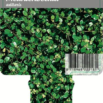 Muehlenbeckia axillaris