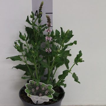 Salvia nemorosa 'Salute Light Pink'