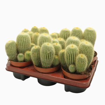 Parodia leninghausii