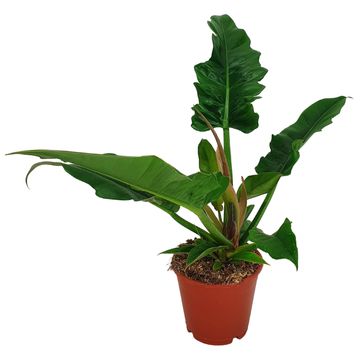 Filodendron 'Narrow Escape'