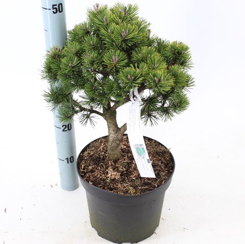 Pinus mugo 'Lilliput'