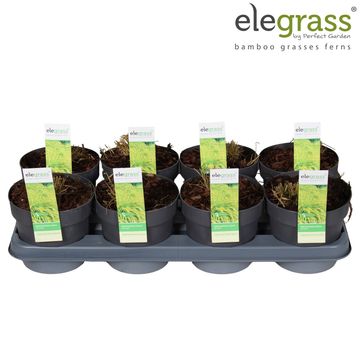 Hakonechloa macra 'All Gold'