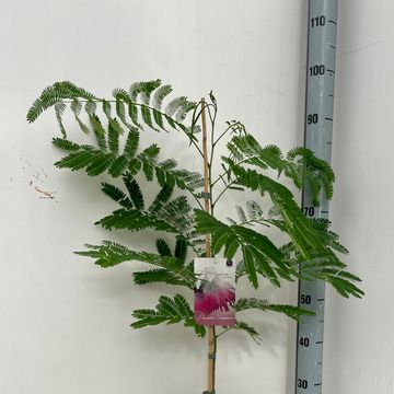 Albizia julibrissin