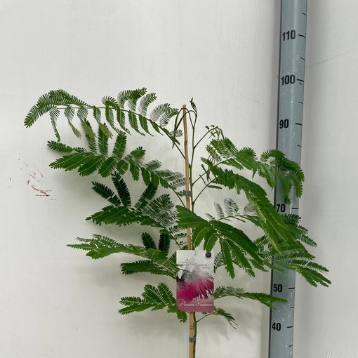 Albizia julibrissin