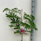 Albizia julibrissin