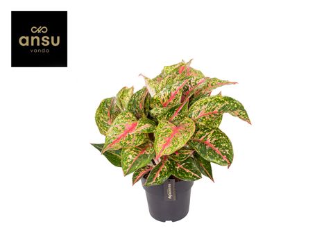 Aglaonema 'Avocado Red'