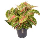 Aglaonema 'Avocado Red'