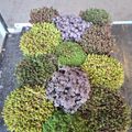 Sedum MIX
