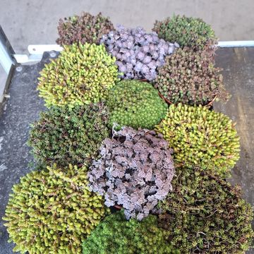 Sedum MIX