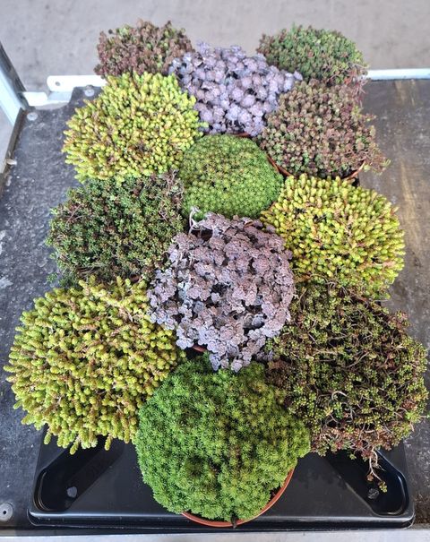 Sedum MIX