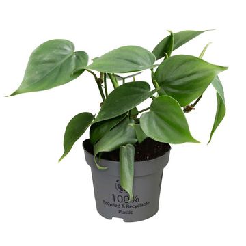 Філодендрон scandens