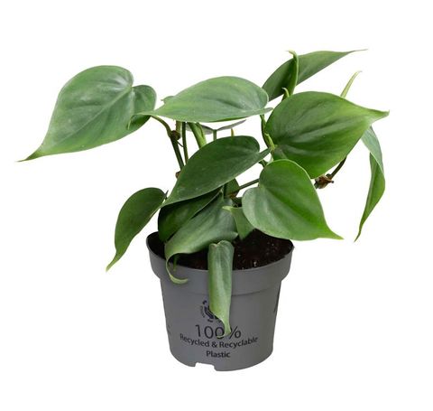 Philodendron scandens