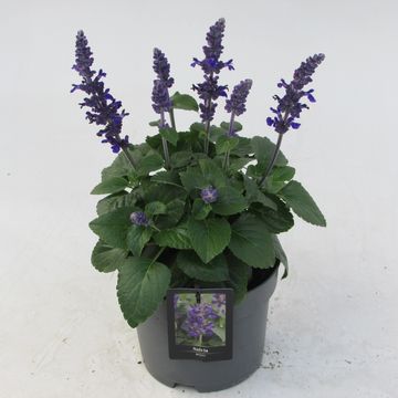 Salvia MYSTY