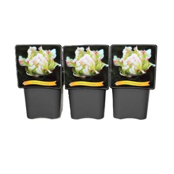 Paeonia 'Green Lotus'