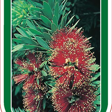 Callistemon viminalis 'Little John'