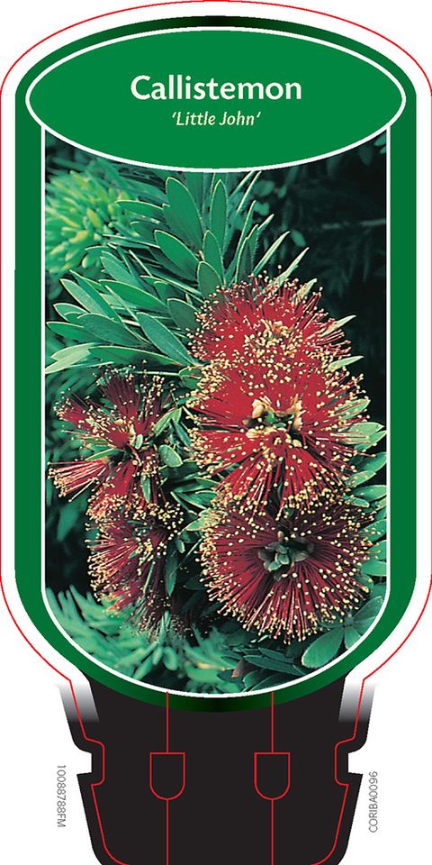 Callistemon viminalis 'Little John'