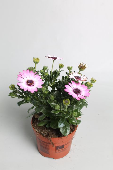 Osteospermum FLOWERPOWER LIGHT PINK