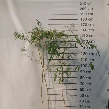 Phyllostachys aureosulcata 'Spectabilis'
