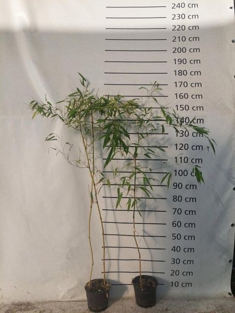 Phyllostachys aureosulcata 'Spectabilis'