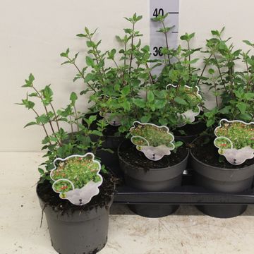 Salvia microphylla 'Hot Lips'