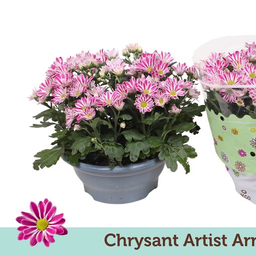 Chrysanthemum ARTISTIC ARMIN