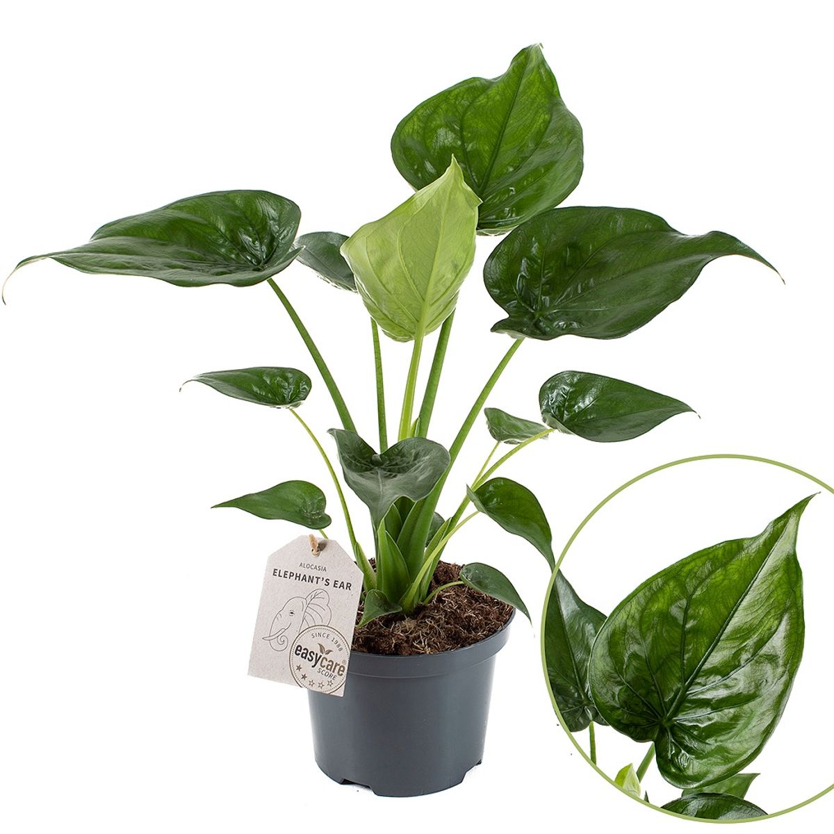 Alocasia cucullata — Pflanzengroßhandel FlorAccess