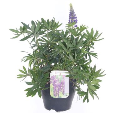 Lupinus 'Gallery Blue'