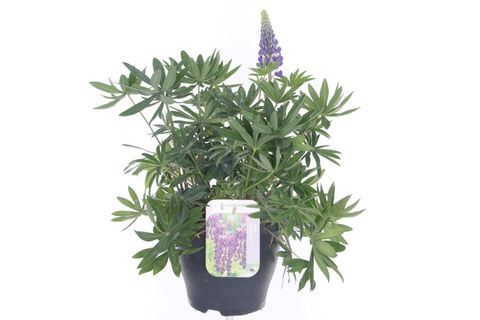 Lupinus 'Gallery Blue'