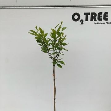 Magnolia x soulangeana