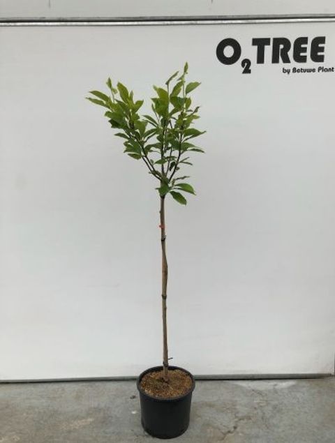 Magnolia x soulangeana