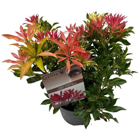 Pieris 'Forest Flame'