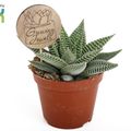Haworthia limifolia SPIDER WHITE