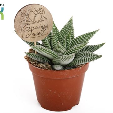 Haworthia limifolia SPIDER WHITE
