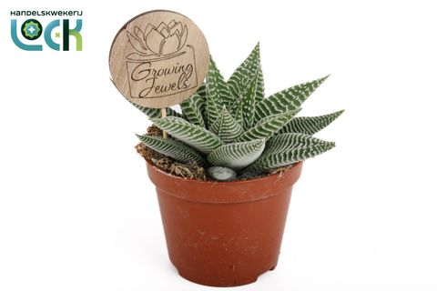 Haworthia limifolia SPIDER WHITE