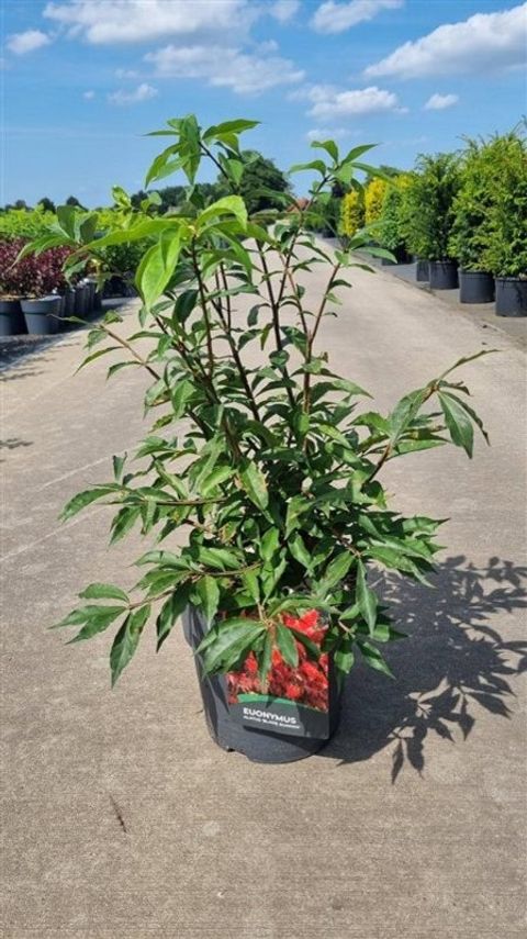 Euonymus alatus 'Blade Runner'