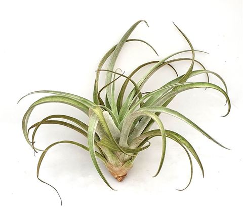 Tillandsia chiapensis