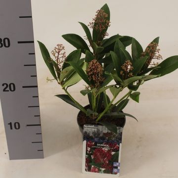Skimmia japonica 'Rubella'