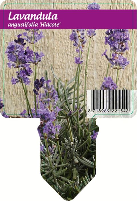 Lavandula angustifolia 'Hidcote'