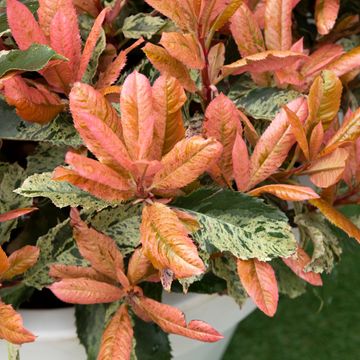 Photinia MIX